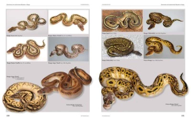 Python regius - Atlas of Colour Morphs, Keeping and Breeding